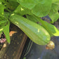 Grey Zucchini Seeds