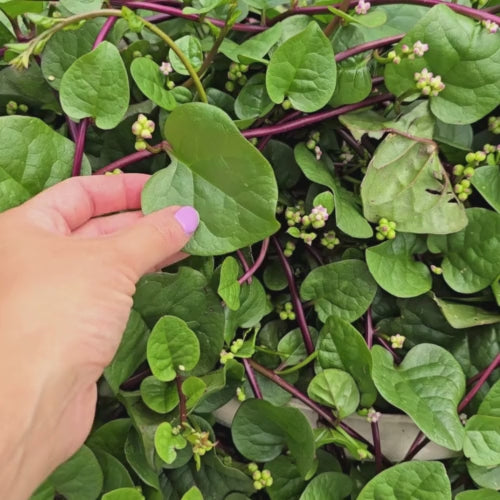 Red Malabar Spinach Seeds