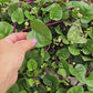 Red Malabar Spinach Seeds