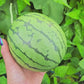 Rare Pony Yellow F1 Yellow Watermelon Seeds