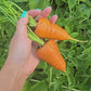 Chantenay Red Cored Carrot Seeds