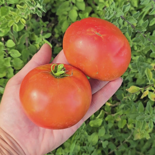 Homestead Heat Tolerant Tomato Seeds