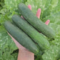 201 Hybrid Slicer Cucumber Seeds - High Disease Resistance