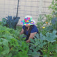 Early White Patty Pan Squash Seeds