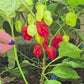 Sweet Datil Mild Pepper Seeds