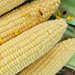 Kandy Corn Hybrid Sweet Corn Seeds