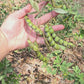 Pigeon Peas aka Guandules Seeds