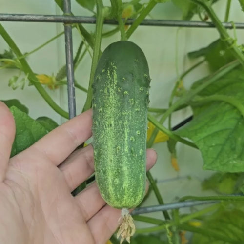 Calypso Hybrid Disease Resistant Pickling Cucumber Seeds