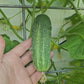 Calypso Hybrid Disease Resistant Pickling Cucumber Seeds