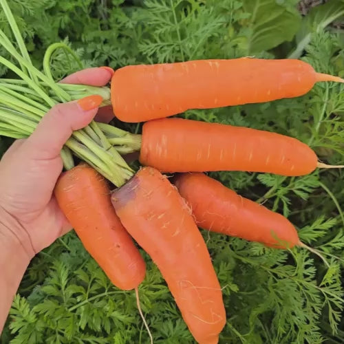 Kuroda Japanese Carrot Seeds