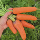 Kuroda Japanese Carrot Seeds