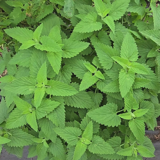 Catnip Herb Seeds