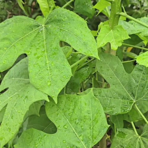Chaya aka Tree Spinach LIVE Plant