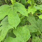Chaya aka Tree Spinach LIVE Plant