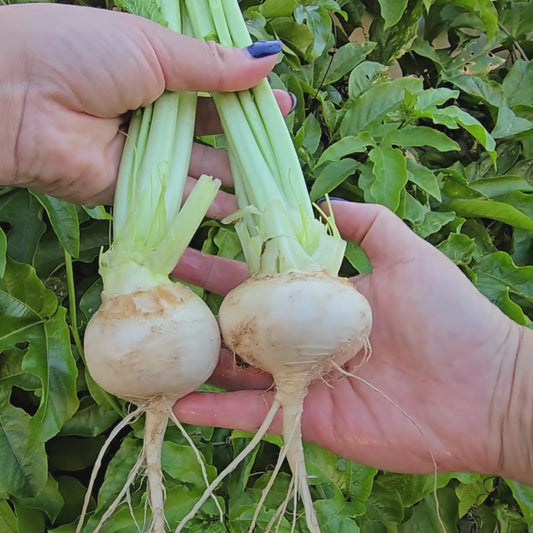 White Egg Turnip Seeds