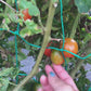 Principe Borghese Cherry Tomato Seeds