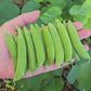 Sugar Daddy Snap Pea Seeds
