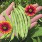 Provider Early Bush Green Bean Seeds
