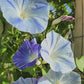 Flying Saucers Morning Glory Seeds