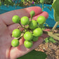 Dark Green Thai Pea Eggplant Seeds