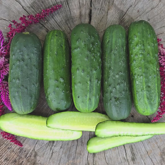 Calypso Hybrid Disease Resistant Pickling Cucumber Seeds