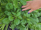 Yukina Savoy Seeds – Flavorful & Hardy Asian Leafy Green