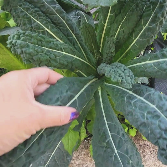 Black Magic Kale Seeds