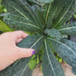 Black Magic Kale Seeds