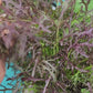 Red Mizuna Leafy Green Seeds