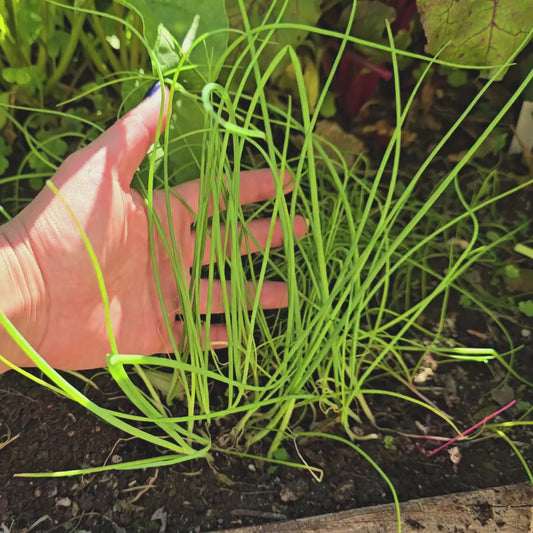 Ishikura Winter Long Bunching Onion Seeds
