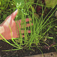 Ishikura Winter Long Bunching Onion Seeds