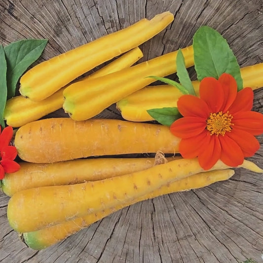 Solar Yellow Carrot Seeds
