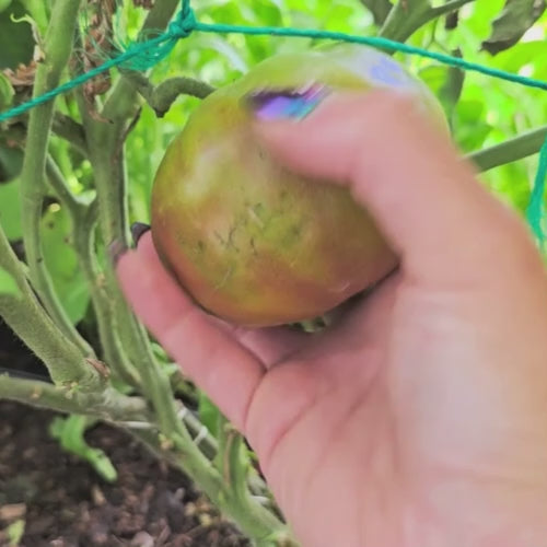 Ananas Noire Tomato Seeds