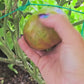 Ananas Noire Tomato Seeds