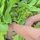 Chrystal Batavian Lettuce Seeds