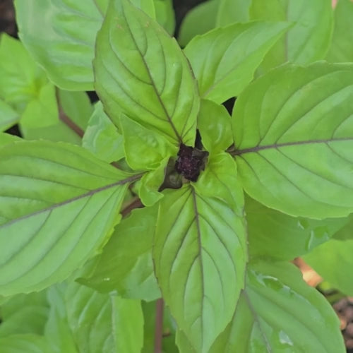Cinnamon Basil Seeds