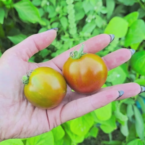 Dwarf Copperhead Tomato Seeds