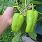 Cubanelle Sweet Pepper Seeds