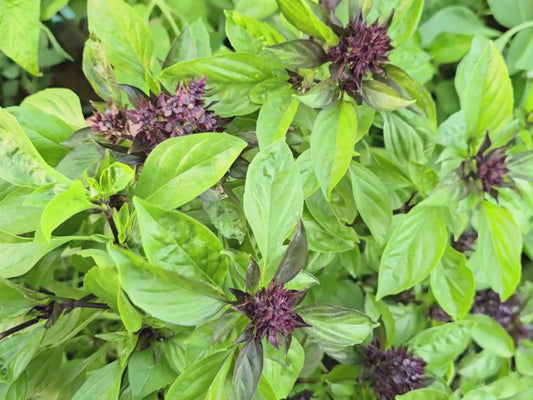 Siam Queen Thai Basil Seeds
