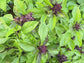 Siam Queen Thai Basil Seeds