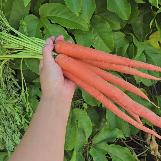 Imperator 58 Carrot Seeds