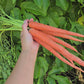 Imperator 58 Carrot Seeds