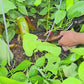 Jumbo Chocolate Sweet Pepper Seeds