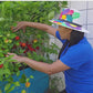 Costa Rican Tropical Sweet Pepper Seeds