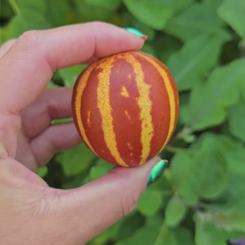 Rich Sweetness Mini Melon Seeds