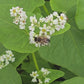 Japanese Buckwheat Cover Crop Flower Seeds For Bees