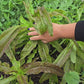Purple Sword Celtuce Seeds