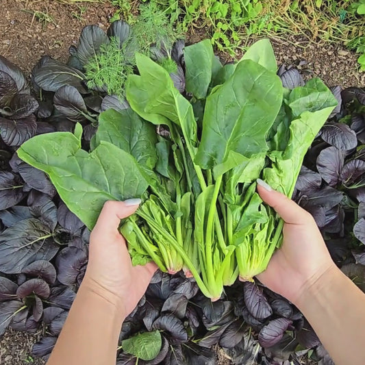 Green Arrow Hybrid Chinese Spinach Seeds