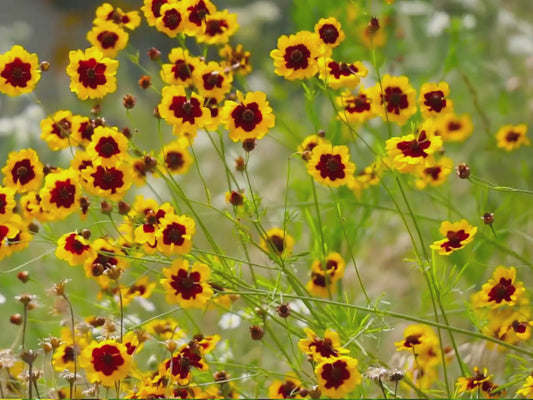 Plains Coreopsis Flower Seeds