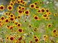 Plains Coreopsis Flower Seeds